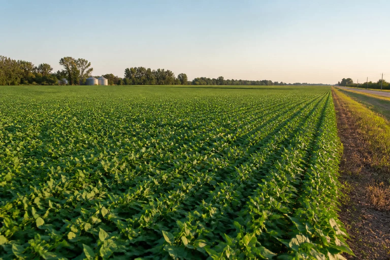 Campo agrícola en la región pampeana.
